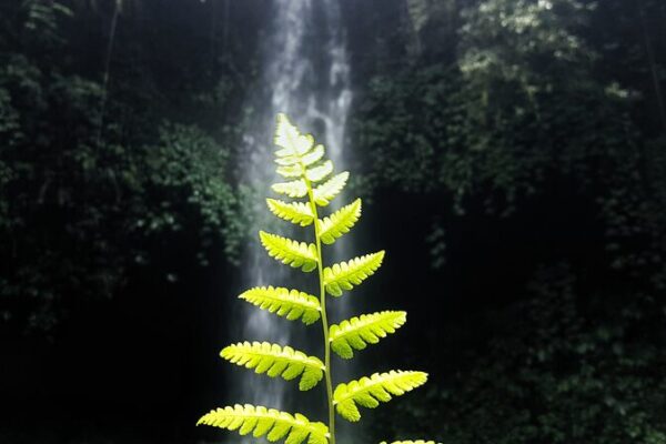 Indonesia_impulsa_esfuerzos_verdes_globales_con_nuevas_regulaciones_de_captura_de_carbono__