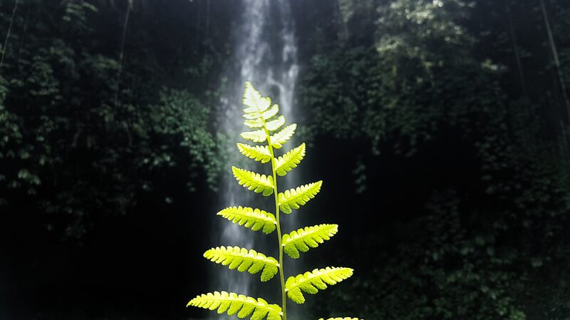 Indonesia_impulsa_esfuerzos_verdes_globales_con_nuevas_regulaciones_de_captura_de_carbono__