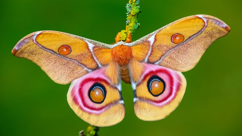 Insectos_Encantados_por_la_Luz__Nuevo_Estudio_Revela_que_es_Confusio_n__No_Atraccio_n