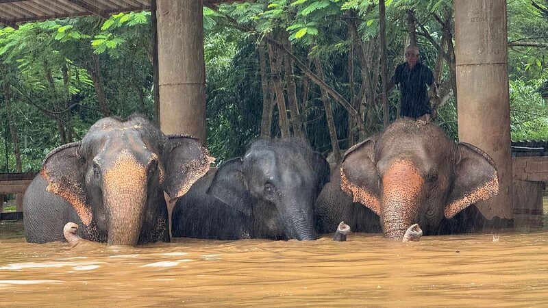 Inundaciones_en_el_norte_de_Tailandia__elefantes_y_residentes_buscan_terrenos_ma_s_altos