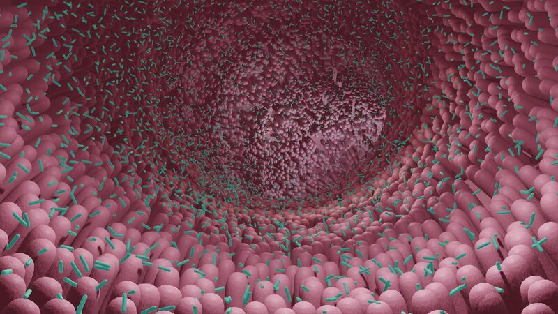 Investigadores_Chinos_Descubren_que_el_Microbioma_Intestinal_Podri_a_Ser_la_Clave_del_Envejecimiento