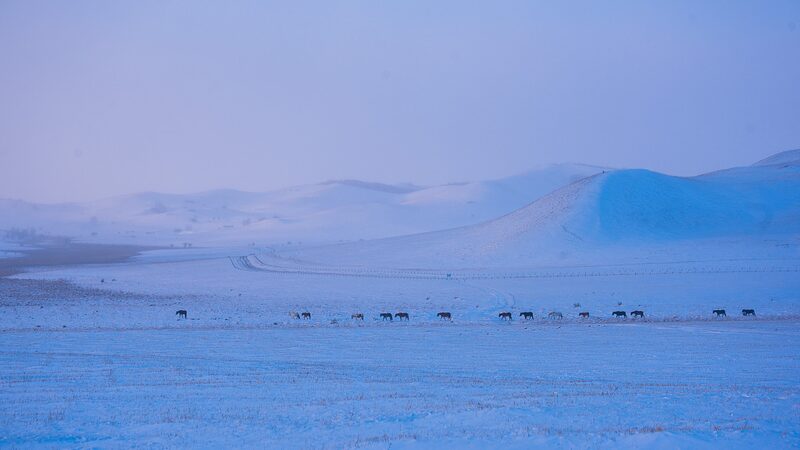 Invierno_crudo_en_Mongolia_cobra_ma_s_de_2_millones_de_cabezas_de_ganado____