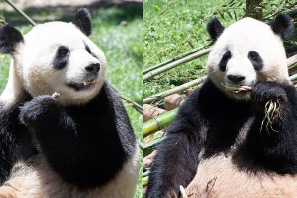 Jin Xi y Zhu Yu: Los adorables nuevos residentes panda del Zoológico de Madrid Jin_Xi_y_Zhu_Yu__Los_adorables_nuevos_residentes_panda_del_Zoolo_gico_de_Madrid