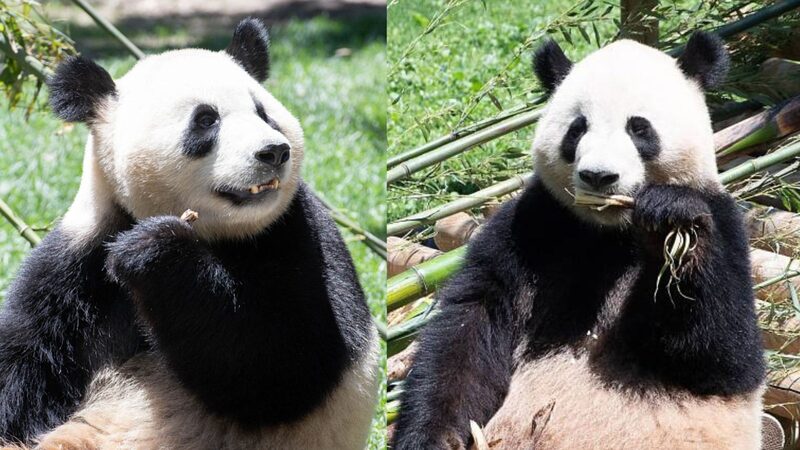 Jin_Xi_y_Zhu_Yu__Los_adorables_nuevos_residentes_panda_del_Zoolo_gico_de_Madrid