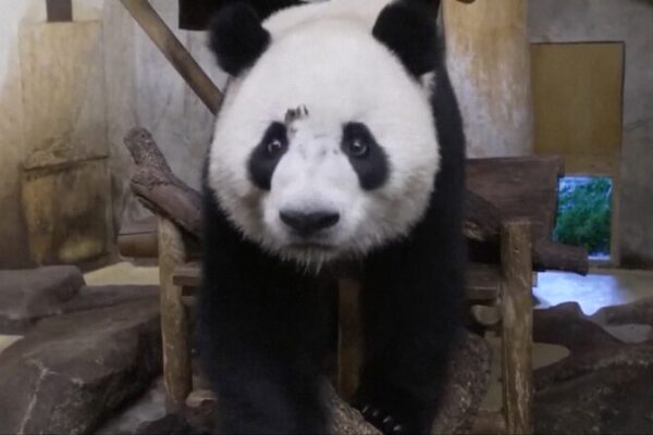 _Jin_Xi_y_Zhu_Yu__dos_pandas_gigantes_llegan_a_Madrid_para_una_nueva_aventura_ video poster