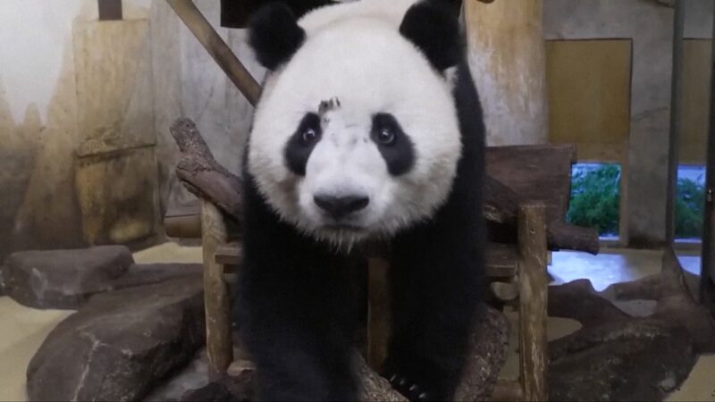 _Jin_Xi_y_Zhu_Yu__dos_pandas_gigantes_llegan_a_Madrid_para_una_nueva_aventura_ video poster