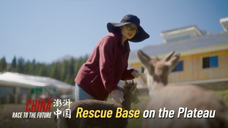 Jo_venes_a_3_000_metros__Salvando_la_vida_silvestre_en_la_meseta_de_China____ video poster