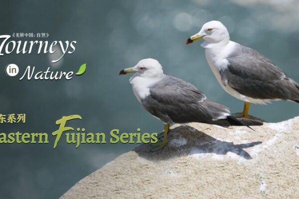 _Journeys_in_Nature__de_CGTN_revela_los_tesoros_ocultos_del_este_de_Fujian