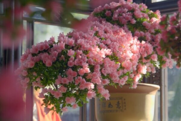 Joven_Artista_de_Bonsa_i_Florece_en_el_Antiguo_Jardi_n_de_Suzhou video poster