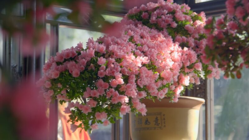 Joven_Artista_de_Bonsa_i_Florece_en_el_Antiguo_Jardi_n_de_Suzhou video poster