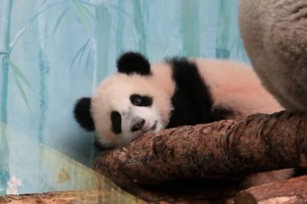 Katyusha, la primera cría de panda gigante nacida en Rusia, debutó en el Zoológico de Moscú Katyusha__la_primera_cri_a_de_panda_gigante_nacida_en_Rusia__debuto__en_el_Zoolo_gico_de_Moscu_ video poster