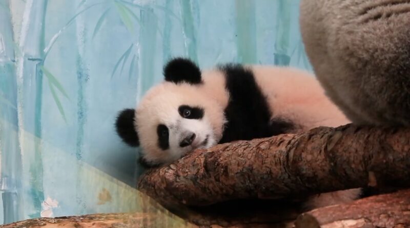 Katyusha__la_primera_cri_a_de_panda_gigante_nacida_en_Rusia__debuto__en_el_Zoolo_gico_de_Moscu_ video poster