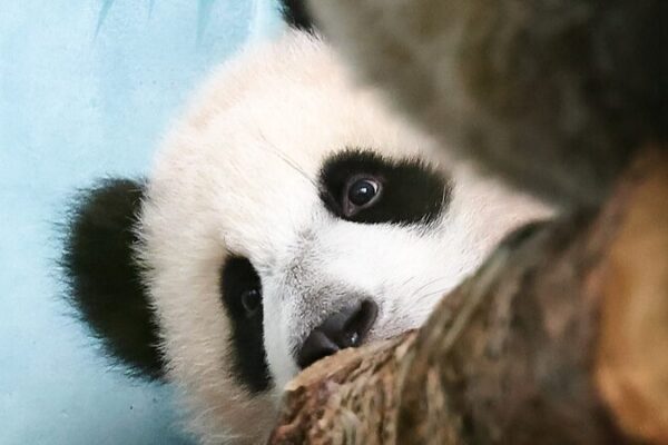 ¡Katyusha, la primera panda gigante nacida en Rusia, se presenta al público! 🐼 _Katyusha__la_primera_panda_gigante_nacida_en_Rusia__se_presenta_al_pu_blico___