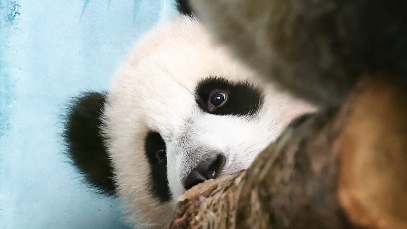 _Katyusha__la_primera_panda_gigante_nacida_en_Rusia__se_presenta_al_pu_blico___