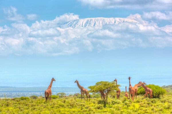 Kenia_asigna__1_86_millones_para_el_censo_de_vida_silvestre_2024___