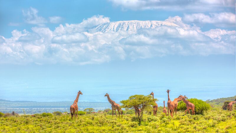 Kenia_asigna__1_86_millones_para_el_censo_de_vida_silvestre_2024___