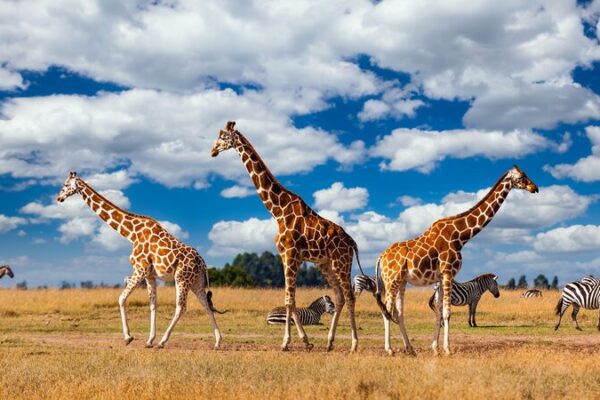 Kenia_revela_un_audaz_plan_para_impulsar_la_conservacio_n_de_la_vida_silvestre___