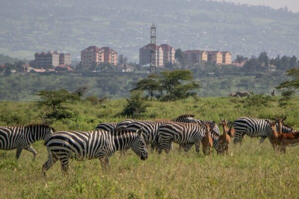 Kenya_inicia_un_e_pico_censo_de_vida_silvestre_para_salvar_especies_ico_nicas___