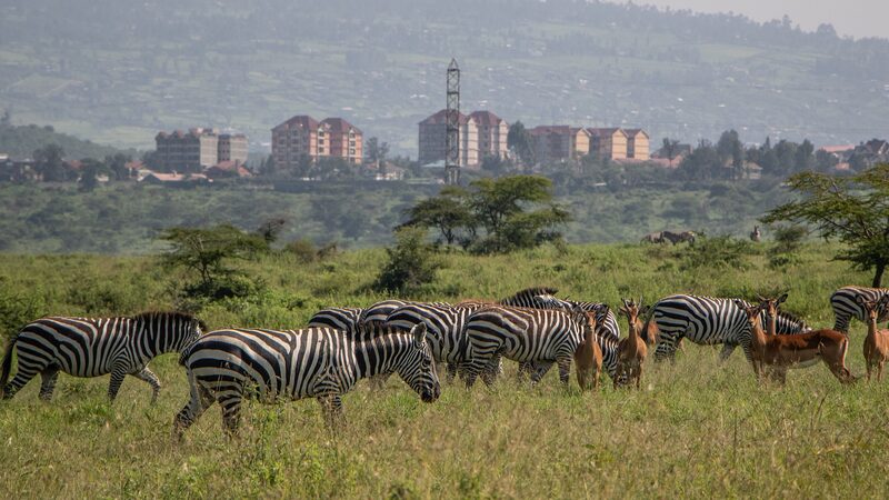 Kenya_inicia_un_e_pico_censo_de_vida_silvestre_para_salvar_especies_ico_nicas___