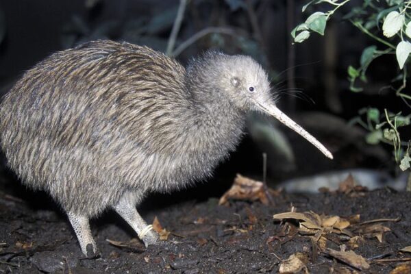 _Kiwis_sin_alas_vuelan_por_primera_vez_en_misio_n_de_conservacio_n_en_Nueva_Zelanda_