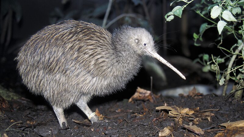 _Kiwis_sin_alas_vuelan_por_primera_vez_en_misio_n_de_conservacio_n_en_Nueva_Zelanda_