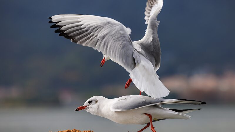 Kunming__Un_parai_so_invernal_para_las_gaviotas_cabecinegras___ video poster
