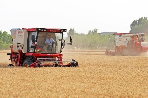 La_E_pica_Cosecha_de_Trigo_de_China____Asegurando_Alimentos_para_el_Futuro