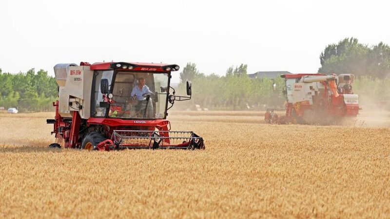 La_E_pica_Cosecha_de_Trigo_de_China____Asegurando_Alimentos_para_el_Futuro