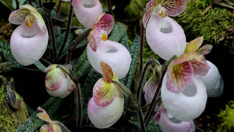 La_Exposicio_n_de_Orqui_deas_de_Kunming_Fascina_con_Delicias_de_Dendrobium__