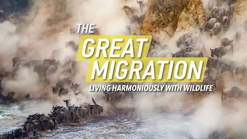 La_Gran_Migracio_n__Una_Leccio_n_de_Armoni_a_entre_el_Hombre_y_la_Naturaleza video poster