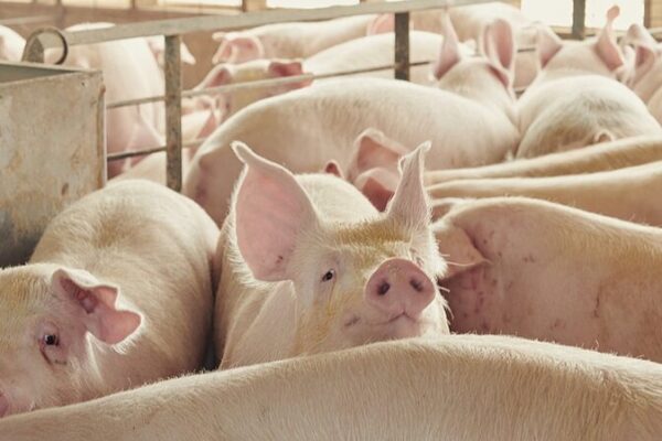 🐷 La IA aprende a hablar cerdo: ¡Descifrando gruñidos para mantener felices a los cerdos! __La_IA_aprende_a_hablar_cerdo___Descifrando_grun_idos_para_mantener_felices_a_los_cerdos_