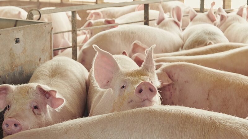 __La_IA_aprende_a_hablar_cerdo___Descifrando_grun_idos_para_mantener_felices_a_los_cerdos_