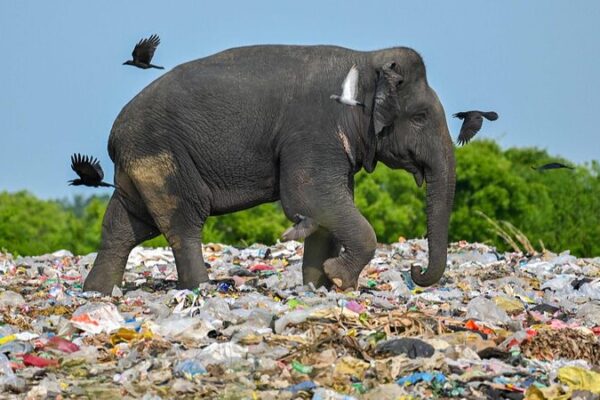 La Juventud de Sri Lanka Lanza el Movimiento ZeroPlastics para Combatir la Contaminación por Plásticos 🌊🌍 La_Juventud_de_Sri_Lanka_Lanza_el_Movimiento_ZeroPlastics_para_Combatir_la_Contaminacio_n_por_Pla_sticos___