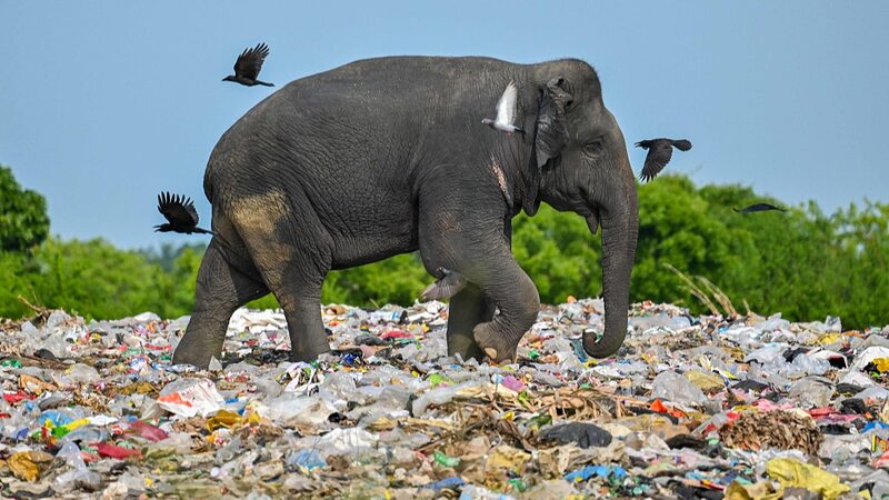 La_Juventud_de_Sri_Lanka_Lanza_el_Movimiento_ZeroPlastics_para_Combatir_la_Contaminacio_n_por_Pla_sticos___