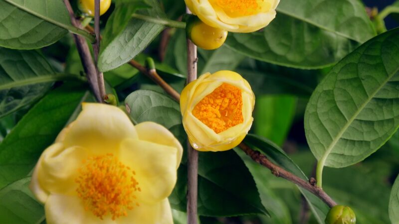 La_Leyenda_Dorada_de_la_Camelia__Co_mo_los_Hermanos_Huang_Transformaron_sus_Vidas video poster