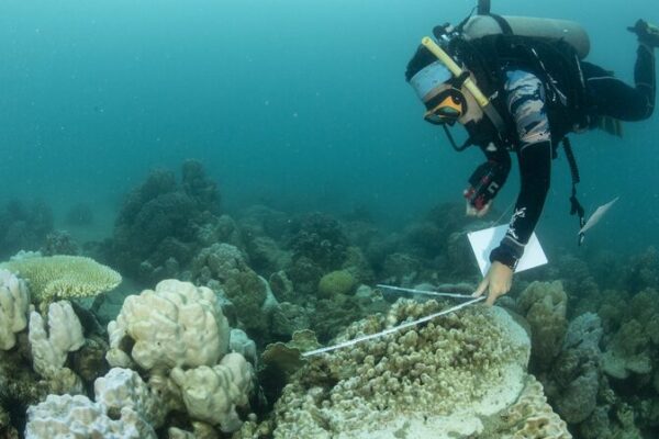 La Mar Está Gritando: Blanqueamiento de Coral se Extiende a Nuevos Países 🌊 La_Mar_Esta__Gritando__Blanqueamiento_de_Coral_se_Extiende_a_Nuevos_Pai_ses__