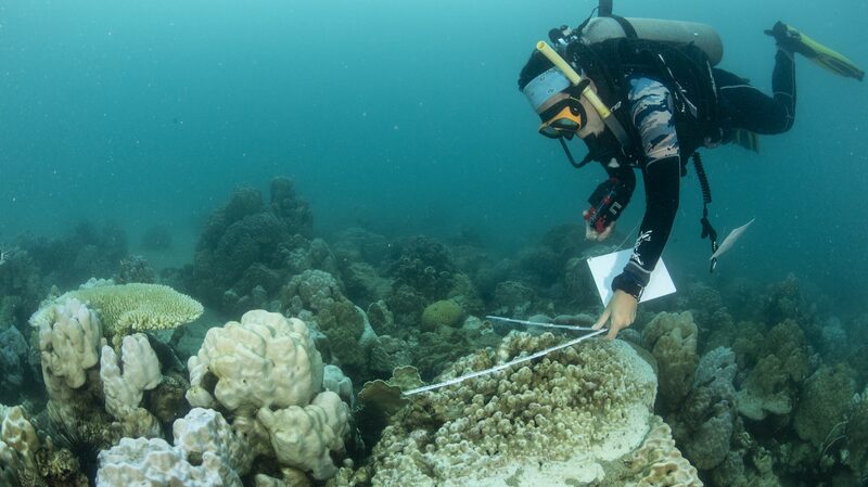 La_Mar_Esta__Gritando__Blanqueamiento_de_Coral_se_Extiende_a_Nuevos_Pai_ses__
