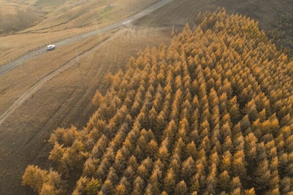 ¡La Masiva Revolución Verde de China: 2.67 Millones de Hectáreas Reforestadas! _La_Masiva_Revolucio_n_Verde_de_China__2_67_Millones_de_Hecta_reas_Reforestadas_