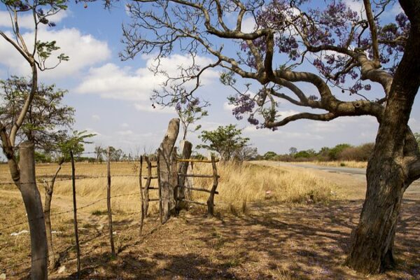La ONU da la voz de alarma por la grave sequía en el sur de África 🌍💧 La_ONU_da_la_voz_de_alarma_por_la_grave_sequi_a_en_el_sur_de_A_frica___