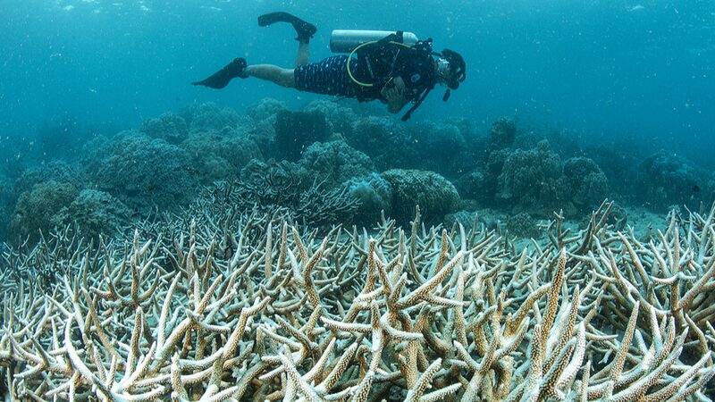 La_ONU_hace_un_llamado_urgente_para_salvar_los_arrecifes_de_coral_de_la_extincio_n__