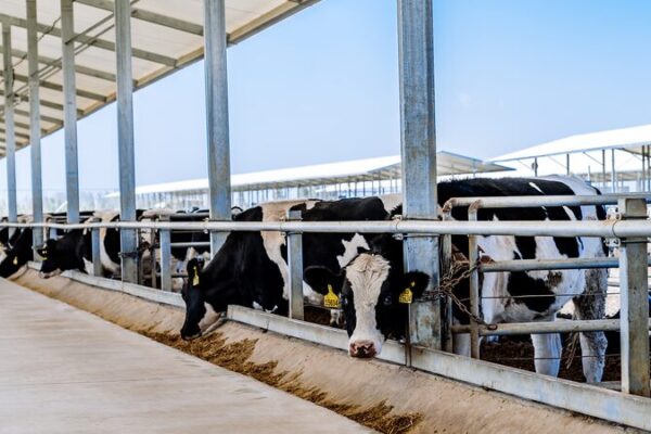 La Región Autónoma de Xizang en China lanza un innovador centro de investigación de vacas lecheras 🚀🐮 La_Regio_n_Auto_noma_de_Xizang_en_China_lanza_un_innovador_centro_de_investigacio_n_de_vacas_lecheras___