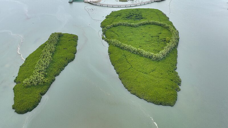 La_Resurreccio_n_del_Mangle_en_Xiamen__El_Escudo_Verde_de_la_Naturaleza_Contra_las_Tormentas__