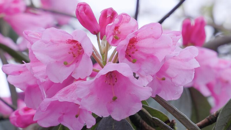 La_Sinfoni_a_de_Azaleas_del_Monte_Fanjing__La_maravilla_tardi_a_de_la_naturaleza__ video poster