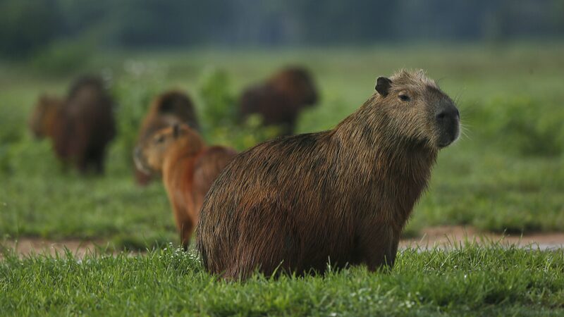 La_Solucio_n_Futurista_de_un_Cienti_fico_Brasilen_o_en_IA_para_Detener_la_Crisis_de_Animales_Atropellados___