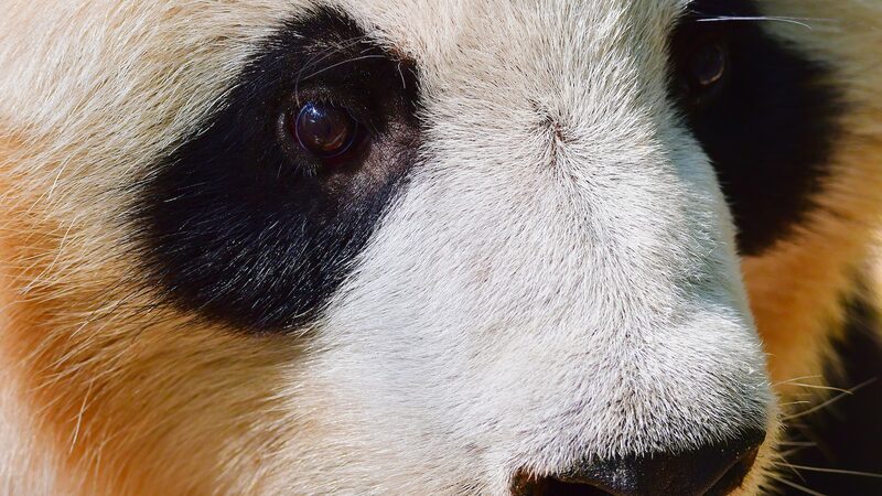 La_Vida_Relajada_de_los_Pandas_Gigantes_de_Sichuan____Adorables_Embajadores_de_la_Naturaleza video poster