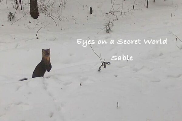 La_Vida_Secreta_de_los_Elfos_de_Nieve__Revelando_el_Mundo_Oculto_de_las_Martas_en_el_Noreste_de_China video poster
