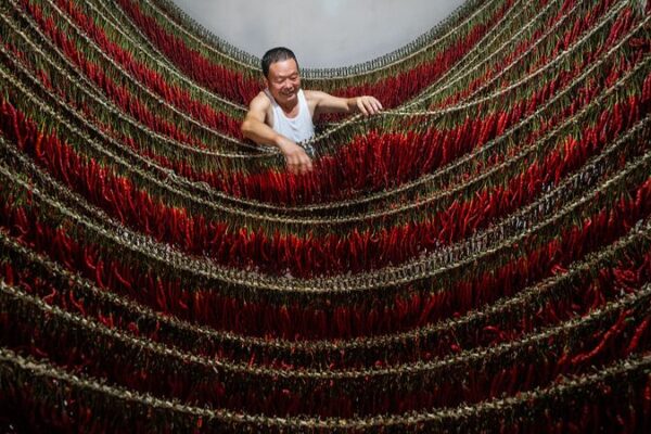 La_abundante_cosecha_de_chiles_en_Guizhou__Un_festi_n_para_los_sentidos____