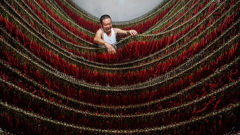 La_abundante_cosecha_de_chiles_en_Guizhou__Un_festi_n_para_los_sentidos____