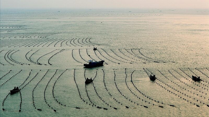 La_agricultura_de_algas_florece_en_la_costa_de_Rongcheng_en_Shandong___