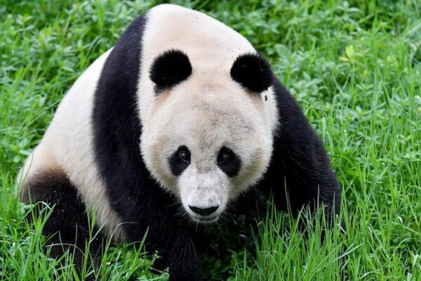 La_alcaldesa_de_San_Francisco_busca_traer_a_los_pandas_de_vuelta_a_casa__
